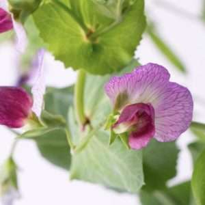 Snow Pea Yukomo Giant